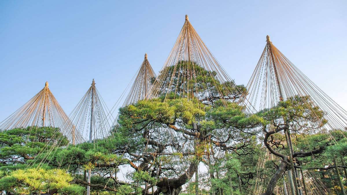 金沢兼六園の雪吊り
